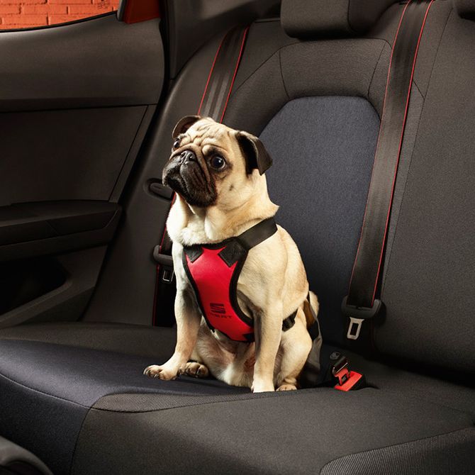Ein Hund sitzt auf der Rückbank eines SEAT Ibiza