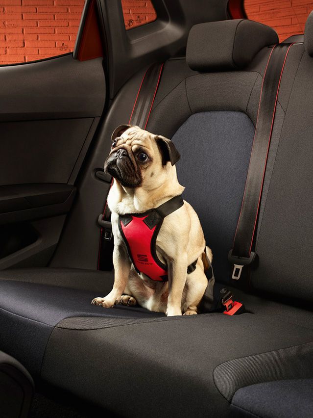 Ein Hund sitzt auf der Rückbank eines SEAT Ibiza