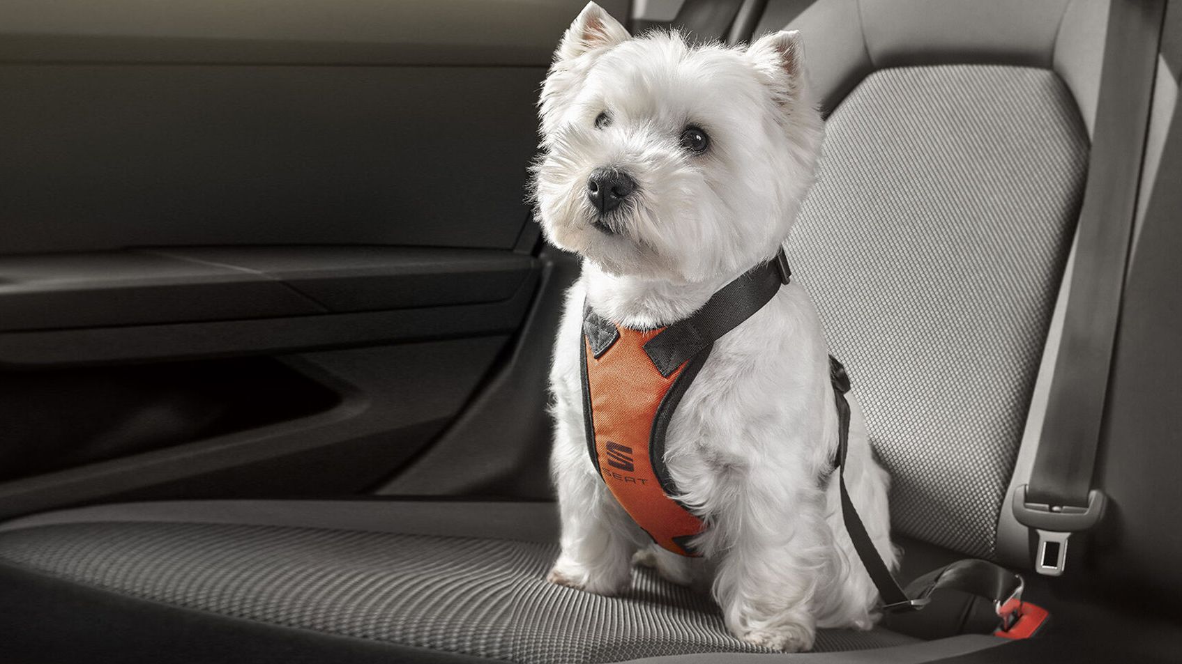 Ein Hund sitzt auf der Rückbank eines Autos und ist mit einem SEAT Sicherheitsgurt angegurtet