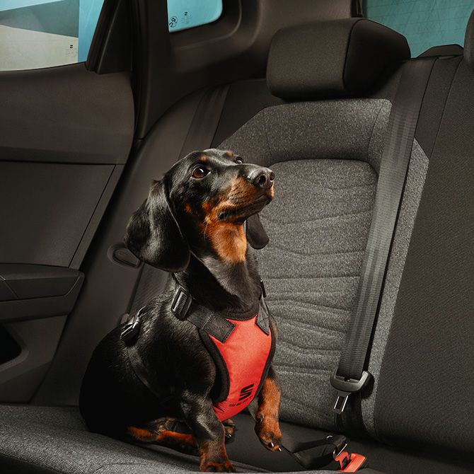 Ein Hund sitzt auf der Rückbank eines SEAT Arona