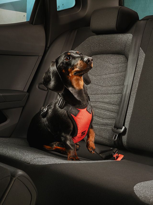 Ein Hund sitzt auf der Rückbank eines SEAT Arona