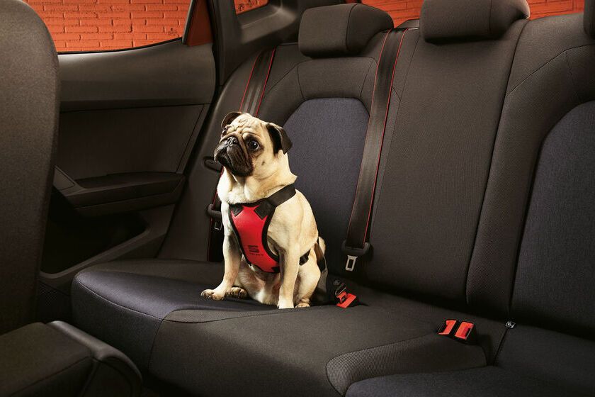 SEAT Hund mit einem SEAT Hundegurt